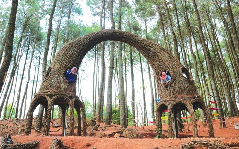 Keindahan dan Keunikan Hutan  Pinus  Pengger Yogyakarta 